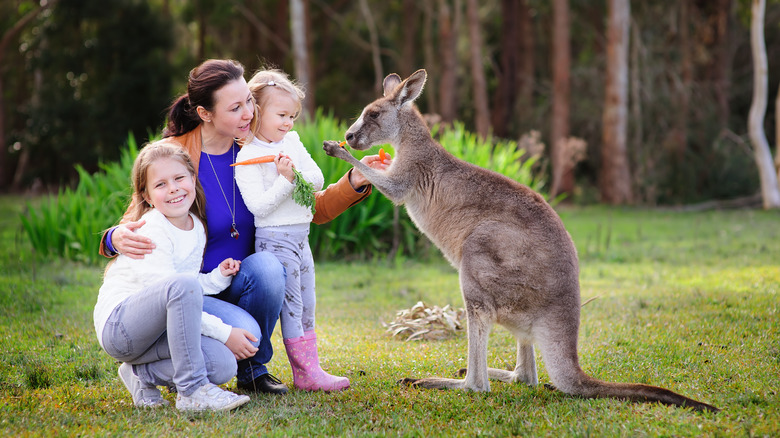 Mother and daughters feeding a kangaroo