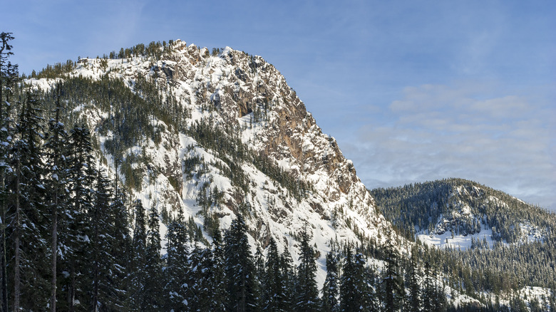 Snowy mountain covered with trees