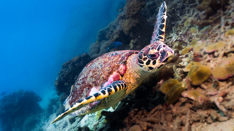 sea turtle in Phi Phi islands