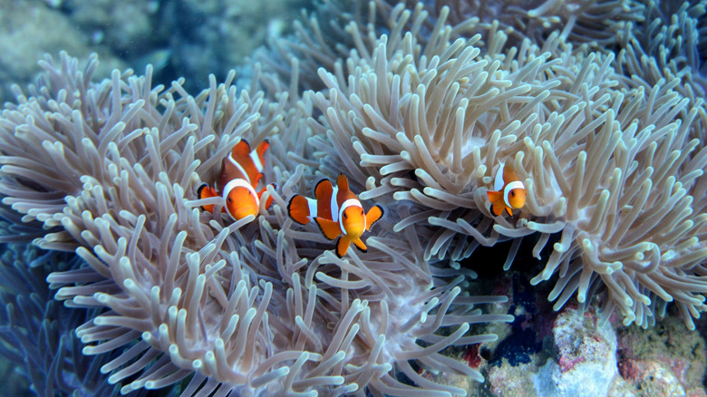 Closeup of clownfish in Palawan