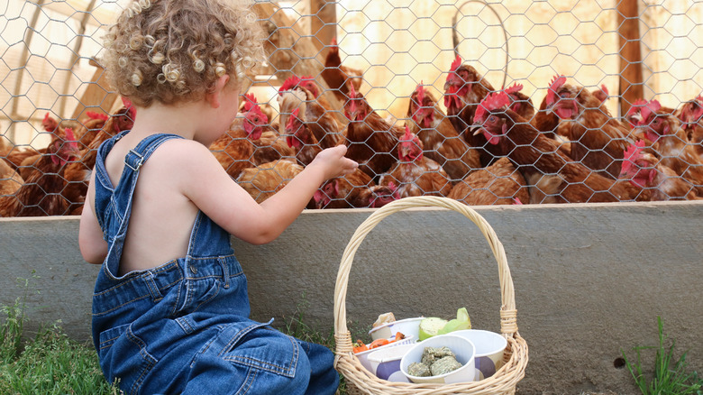 young child feeding chickens