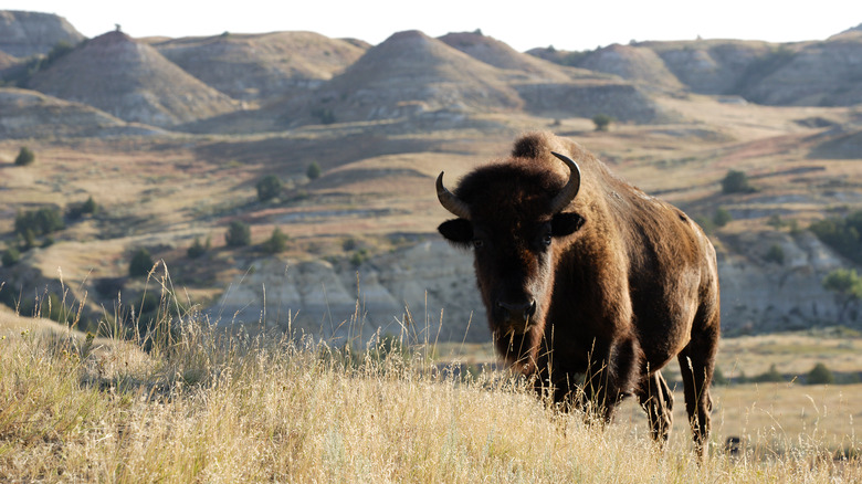 Bison in Badlands