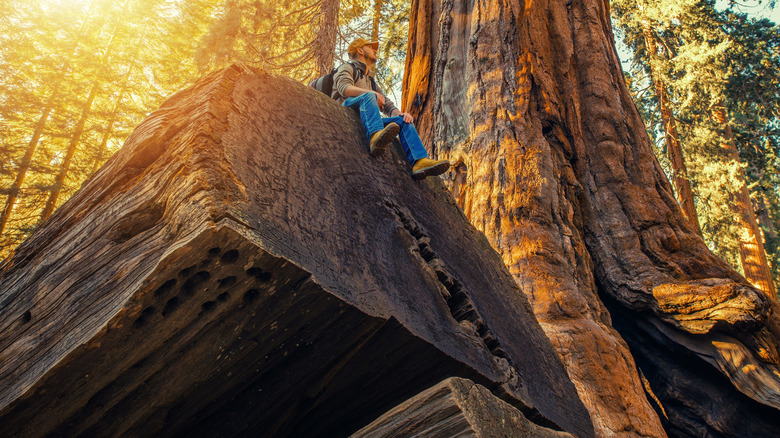 Man sitting on a fallen giant sequoia tree in King's Canyon National Park