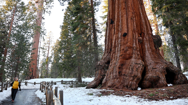 Hiker walking near giant sequoia trees in King's Canyon National Park