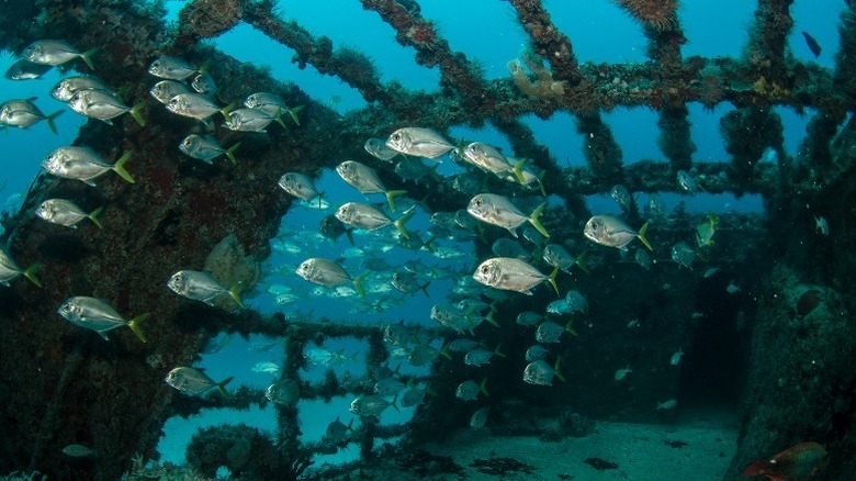 fish swimming through a shipwreck