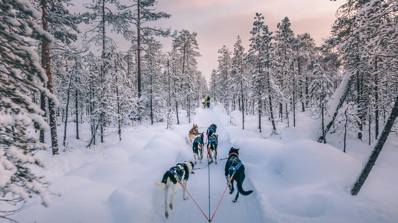 Dogsledding through a snowy forest