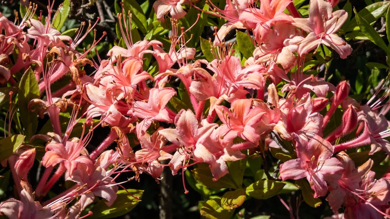 Blooming plumleaf azaleas