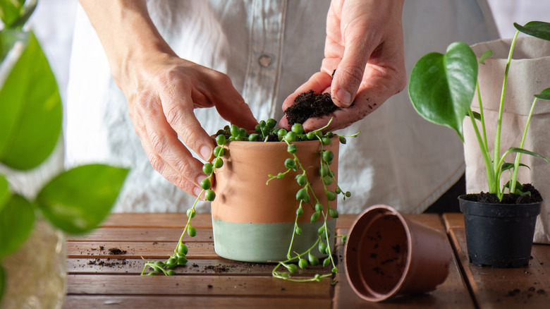 Hands potting a small plant