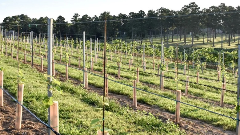 Landry Vineyards in West Monroe, Louisiana