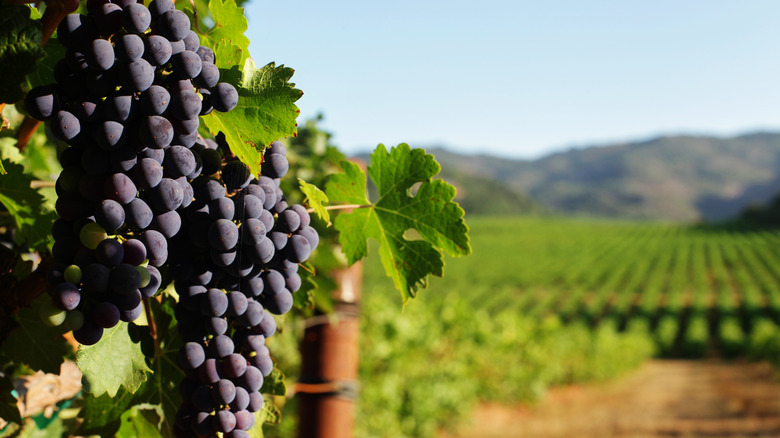 Grapes on a vine in a vineyard