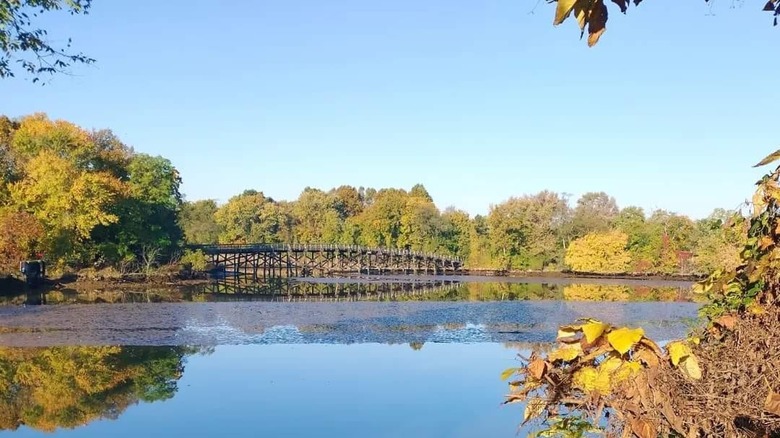 river with wooden bridge surrounded by trees