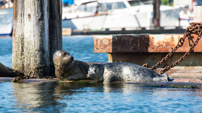 Liberty Bay seals Poulsbo wildlife