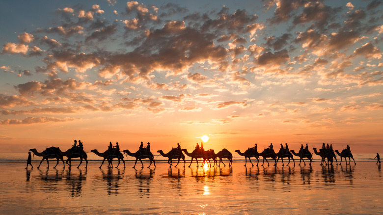 camel ride, Cable Beach Australia