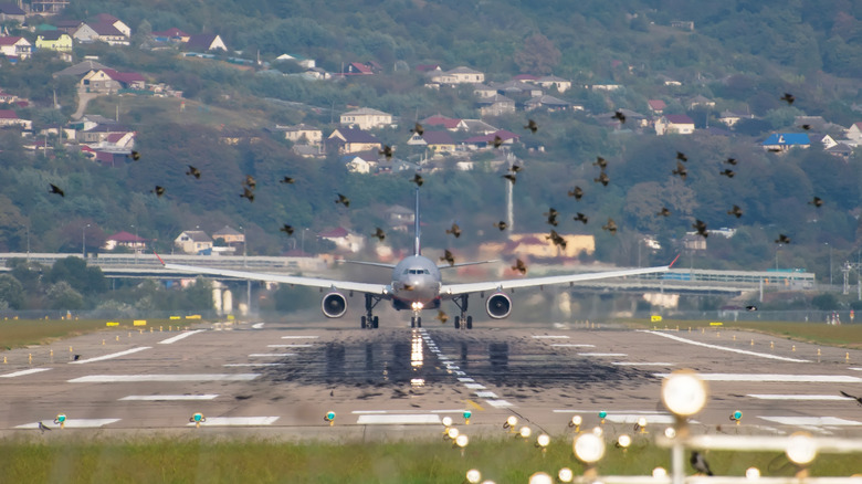 plane landing by birds 