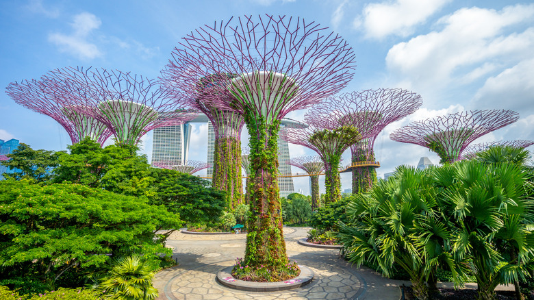 supertrees at gardens by the bay