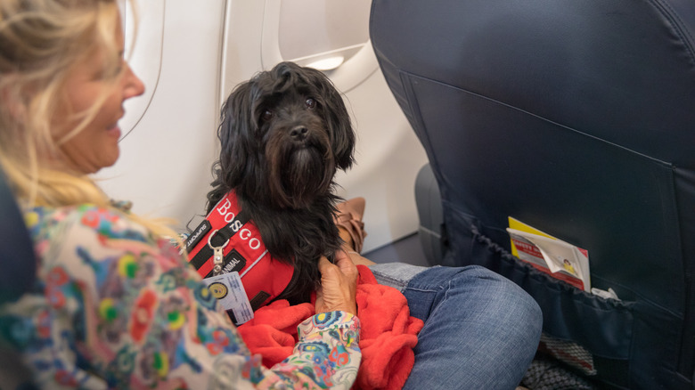 Traveler holding black dog on their lap