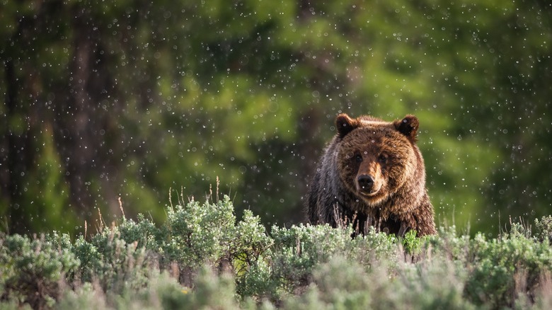 Grizzly bear in Montana