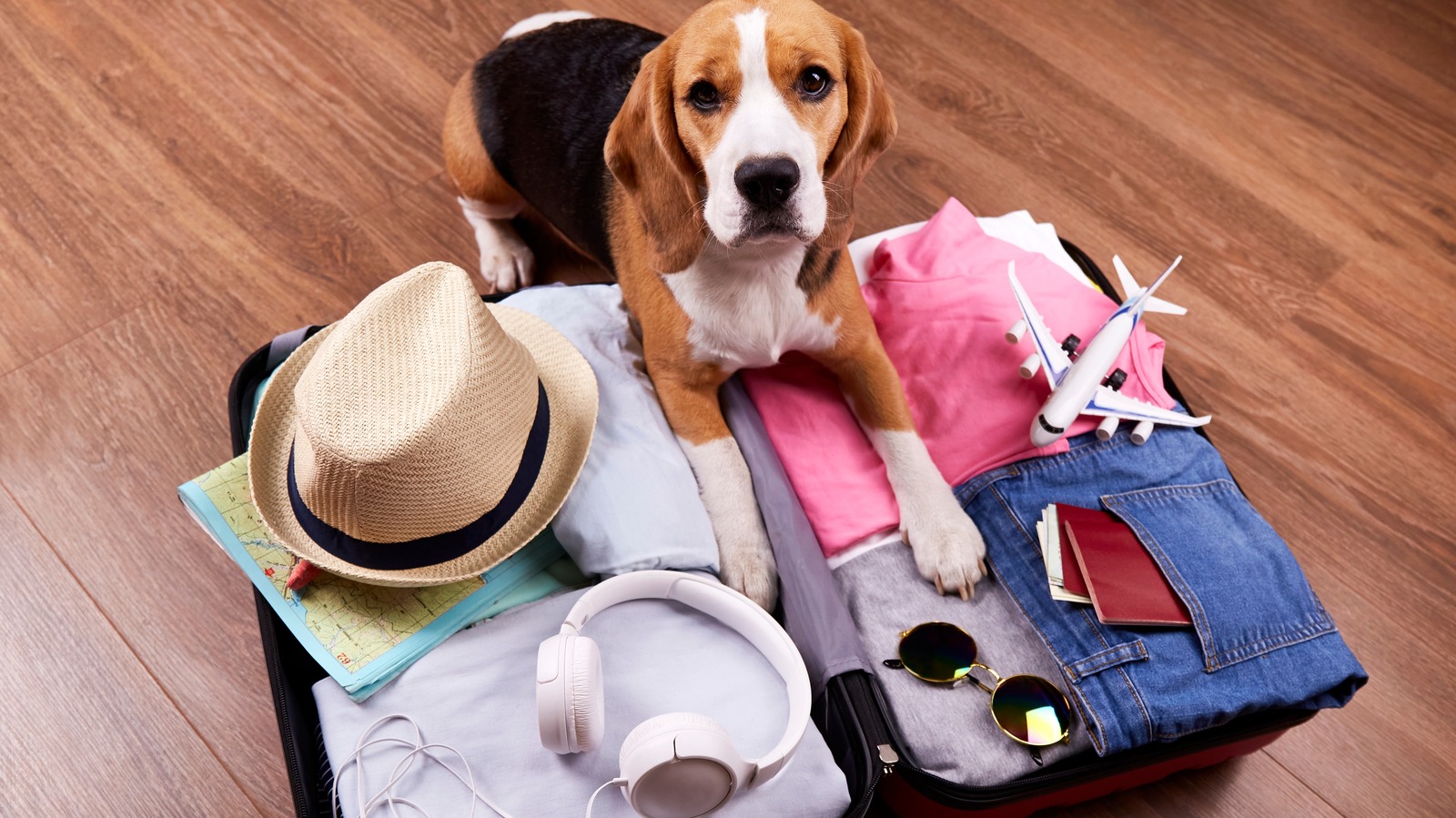 what-paperwork-do-you-need-in-order-to-travel-with-your-pet-explore