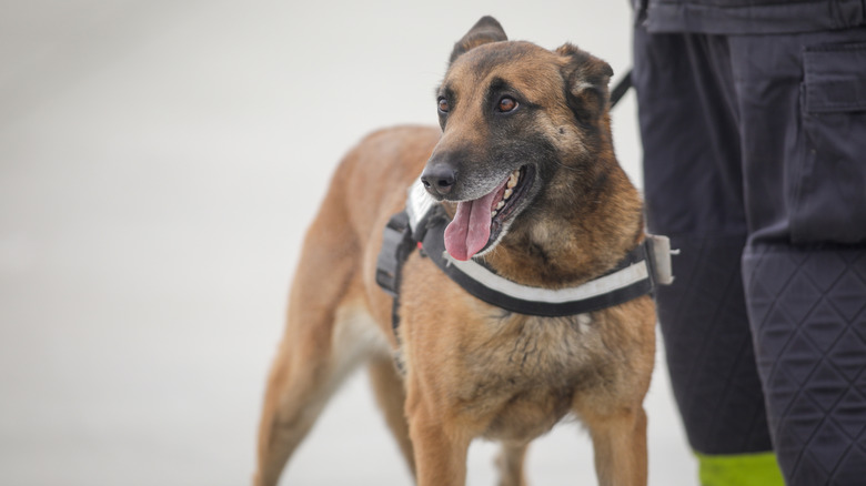 TSA dog standing by handler