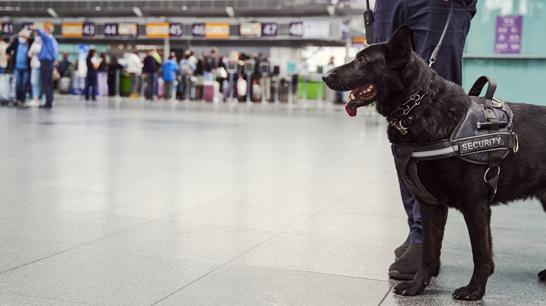 Security dog patrolling airport