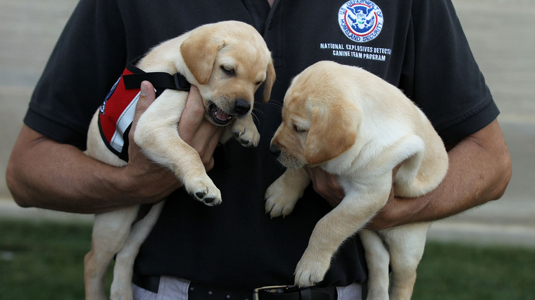 TSA agent holding two lab puppies