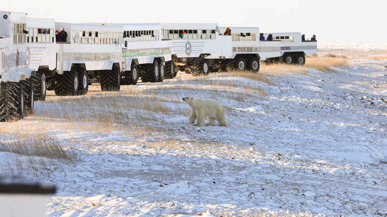Tourists observing a polar bear in Churchill