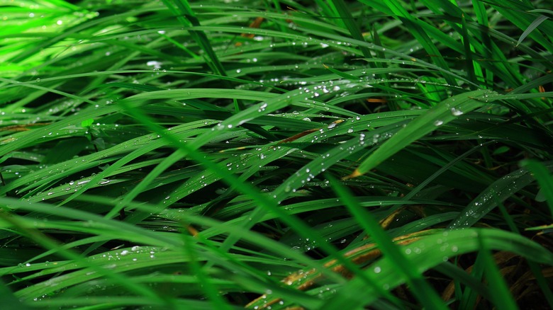 Dew on grass 