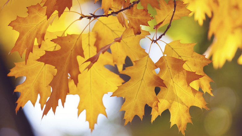 Oak tree leaves 