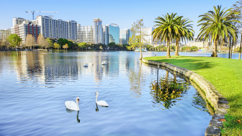 Swans in Lake Eola, Orlando