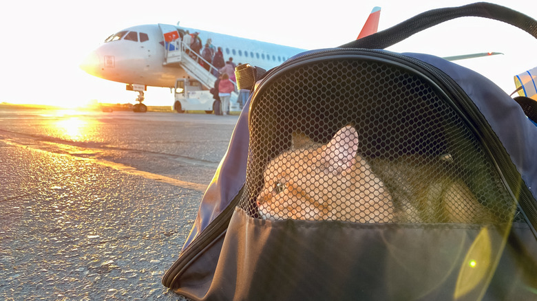 Cat in pet carrier with people boarding airplane in background