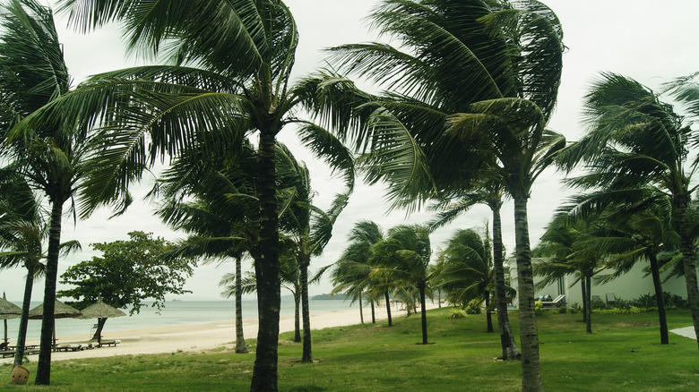 Palm trees in storm wind