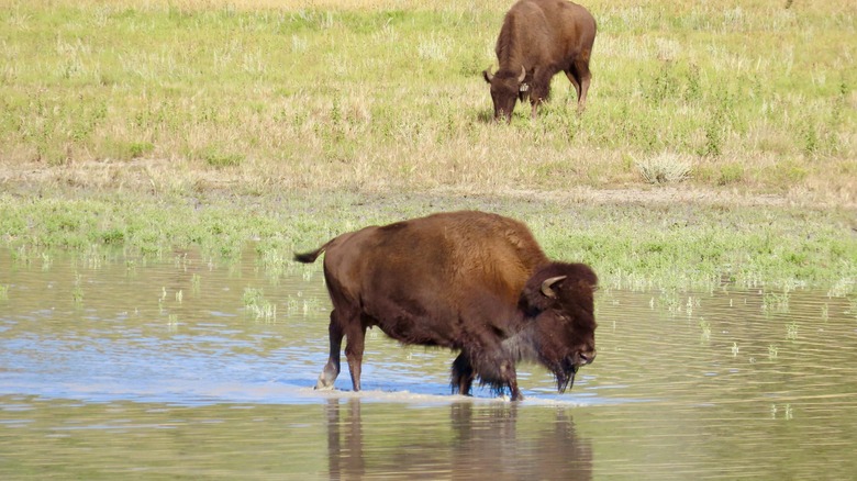 two American bison at watering hole