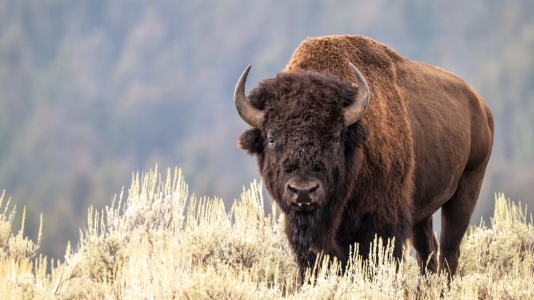 American Bison standing in long grass