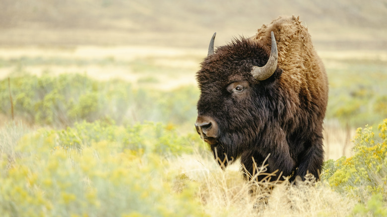 Wild bison looking into the distance