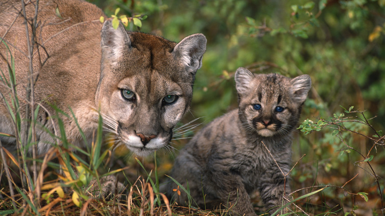 Mother and baby mountain lions