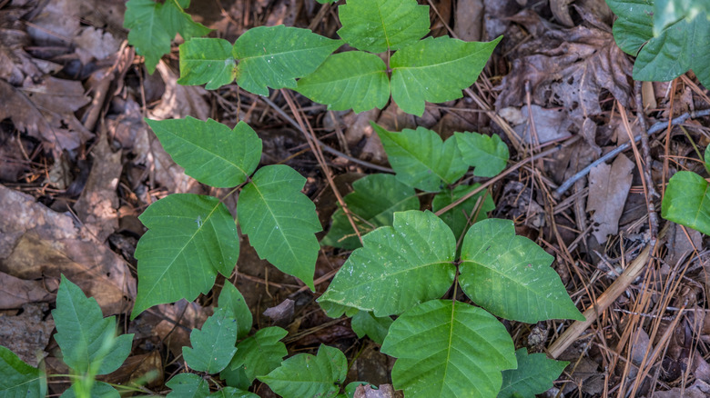 Poison ivy