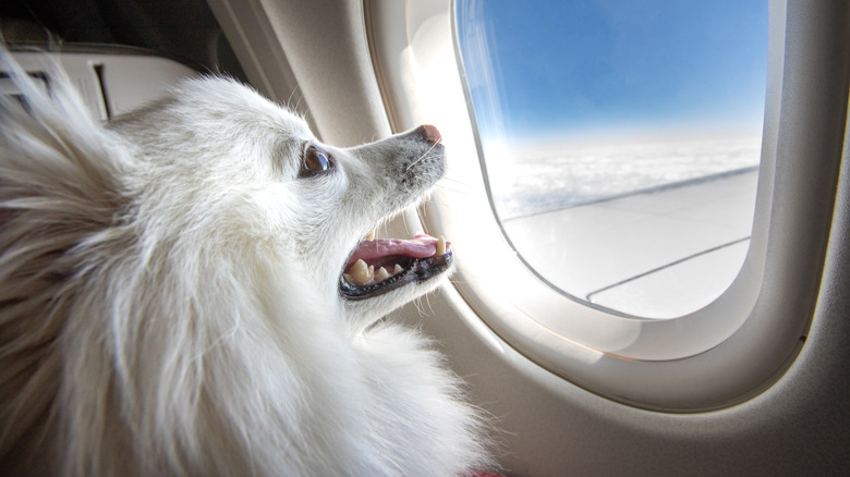 dog looking out airplane window