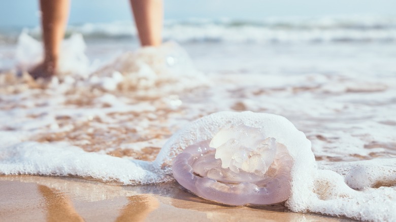 jellyfish on beach shoreline