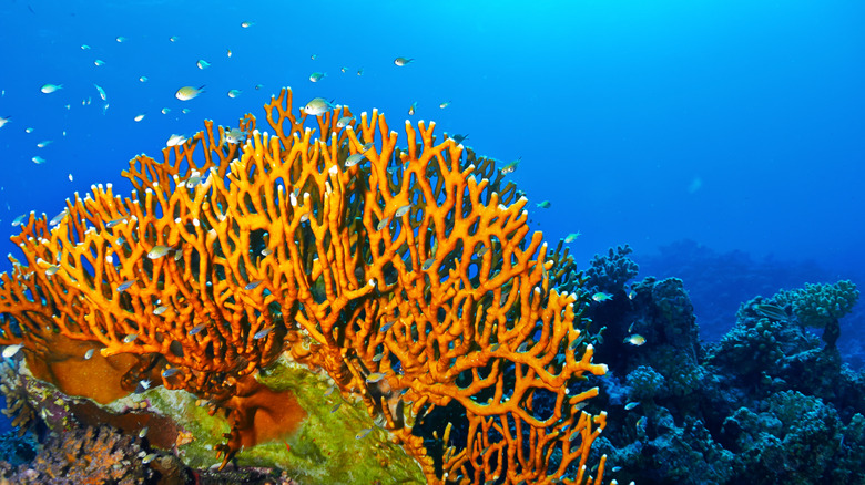 Tiny fish swim around a bloom of fire coral