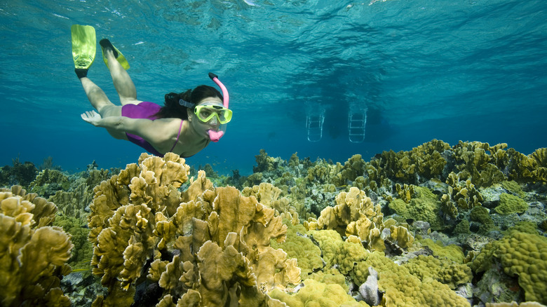 A snorkeler swims over a coral reef