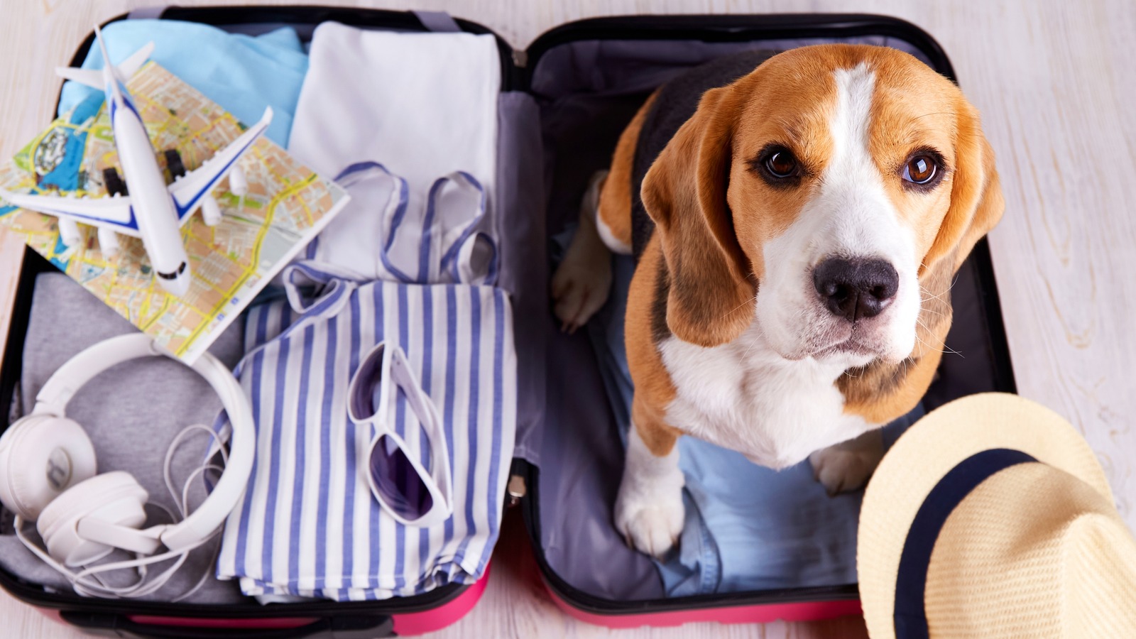 Southwest best sale pet travel