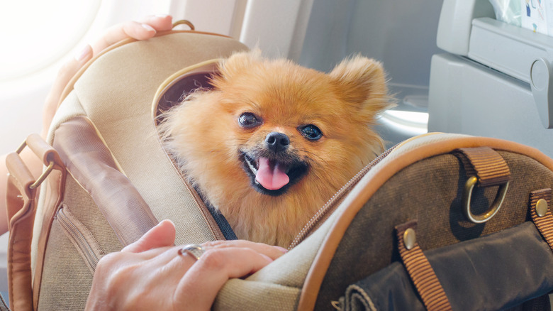 small dog on plane