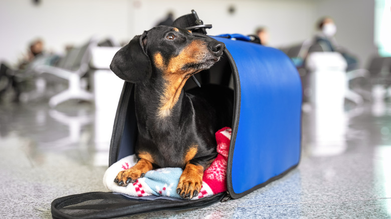 small dog in carrier 