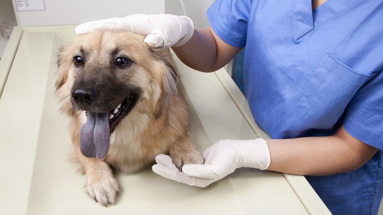 dog checkup at vet