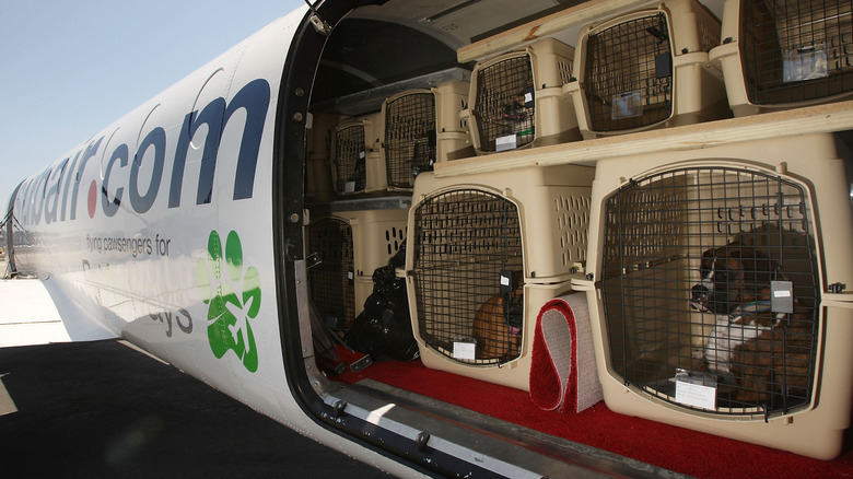 dogs in airplane cargo hold