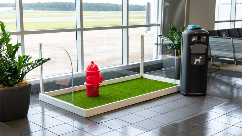 pet relief area at airport