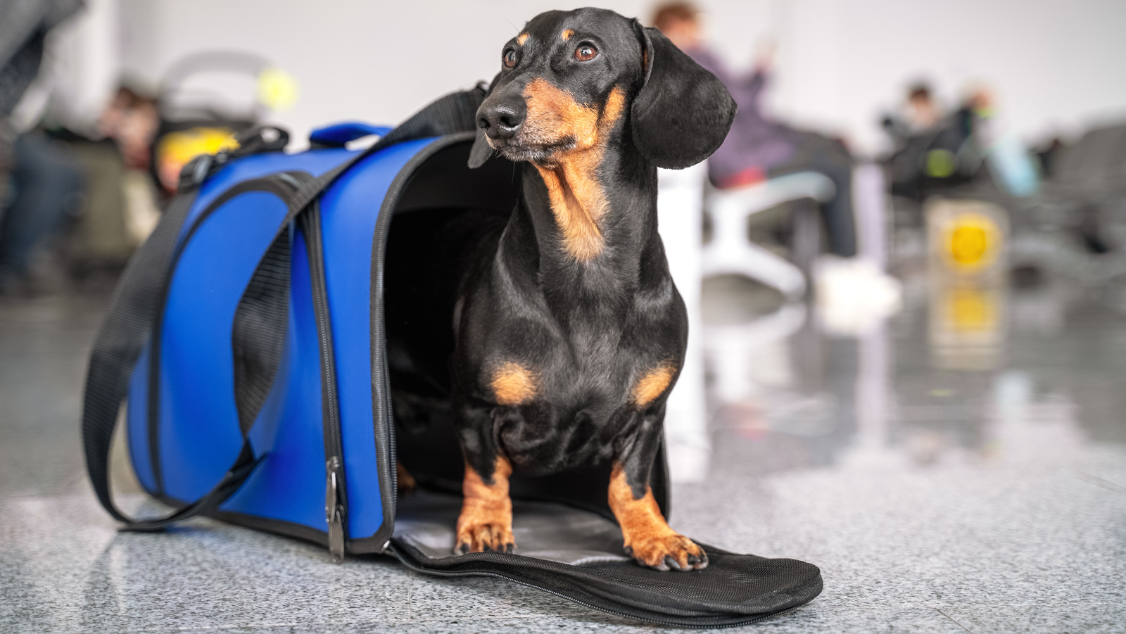 What To Know Before Flying With Your Emotional Support Animal - Explore ...