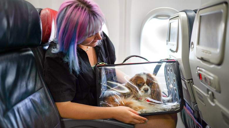 dog in clear carrier on airplane