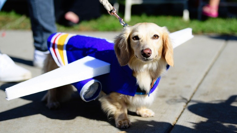 dog dressed as an airplane