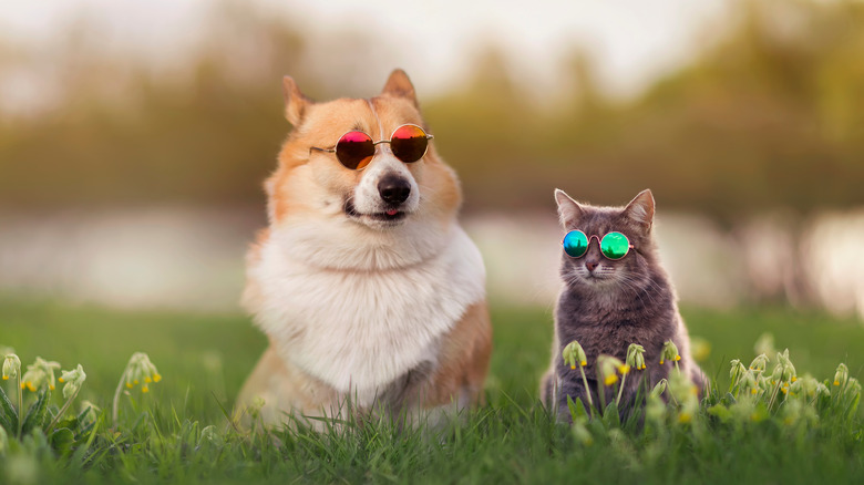 cat and corgi with sunglasses in a field